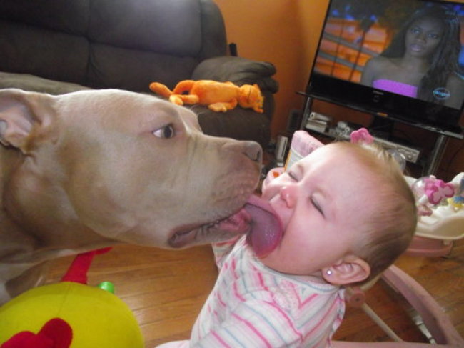 DO NOT get a pit bull unless you're prepared to be licked all. The. Time.