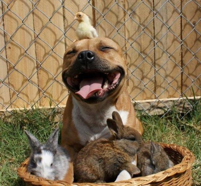 Despite what others may think, pit bulls make terrible guard dogs because they end up trying to lick and play with anyone who comes into their home.