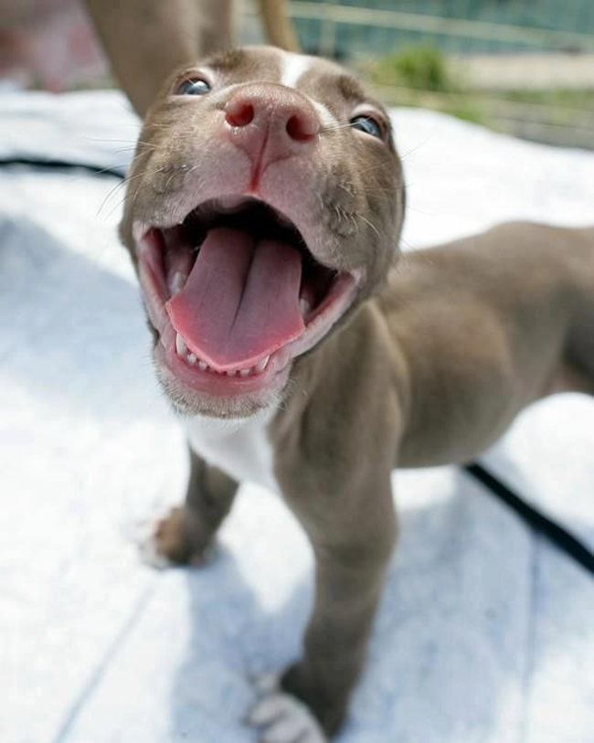 You know that, once you get a pit bull, you'll never want a different type of dog ever again.