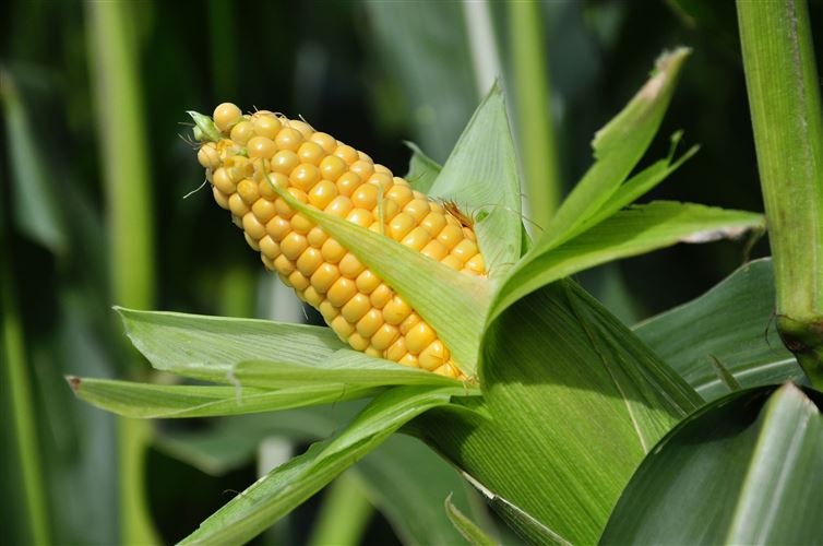 Farmers grow corn on every single continent except for Antarctica