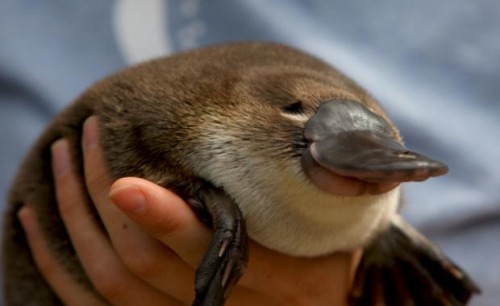 The only mammals that don't have a belly button are the platypus and echidna they lay eggs