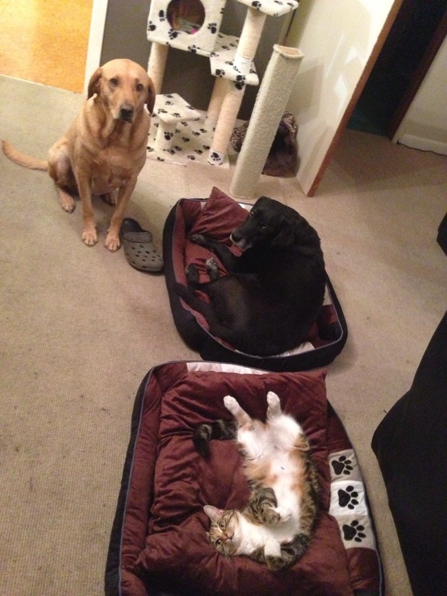 "You promise me a new bed and then you let the CAT take it?!"