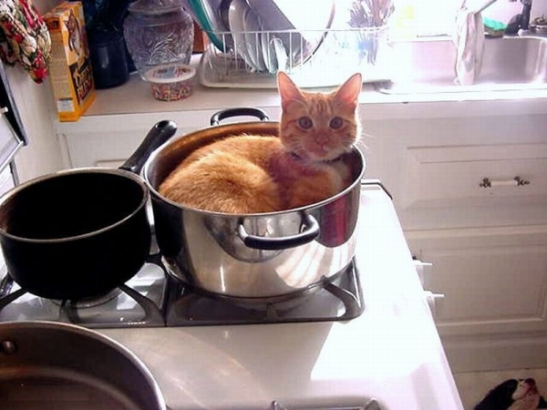 "You're hungry? I'm holding your pot hostage until you feed me."