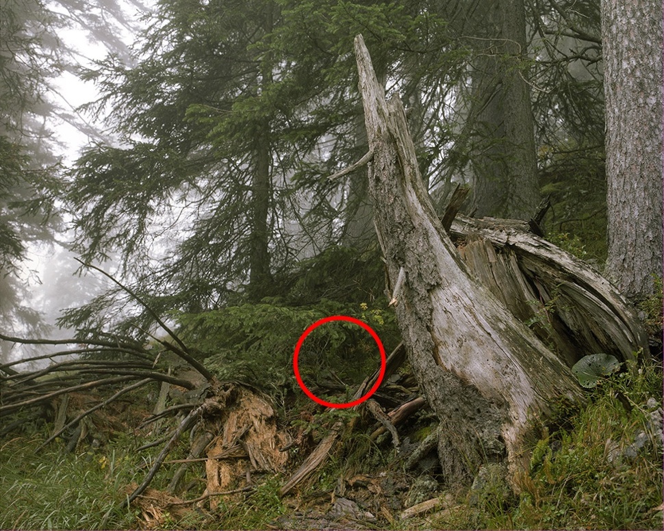 Can You Find The Snipers Hidden In These Photos?