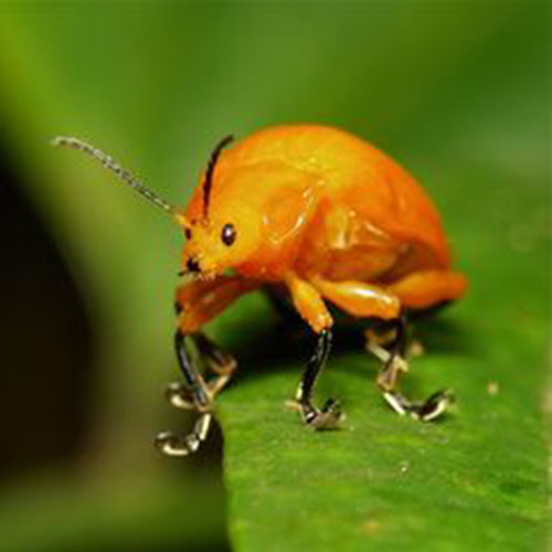 Some of The Cutest Bugs You Will Ever See