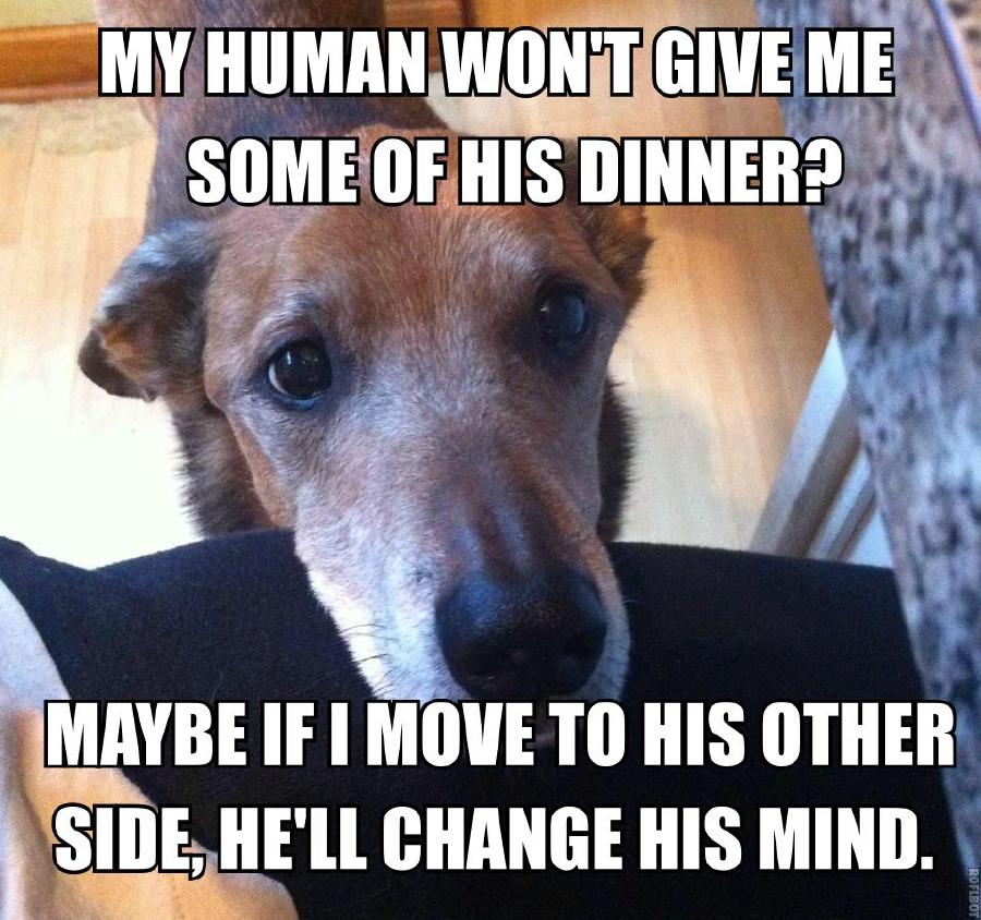 Dog Logic