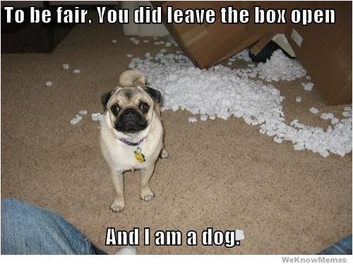 Dog Logic