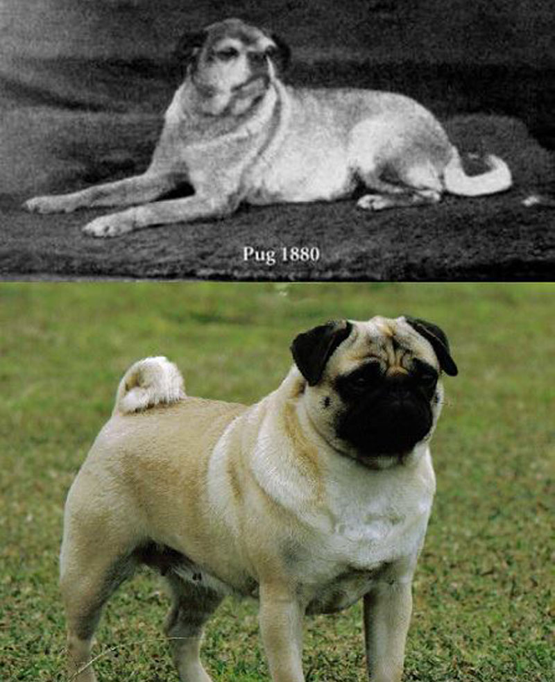 This is what a pug looked like before selective breeding, quite the difference.