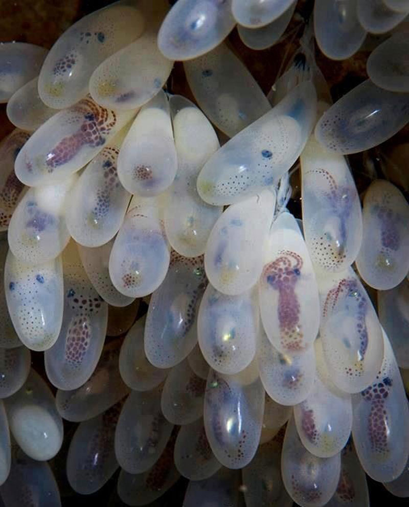 These things are octopus eggs.