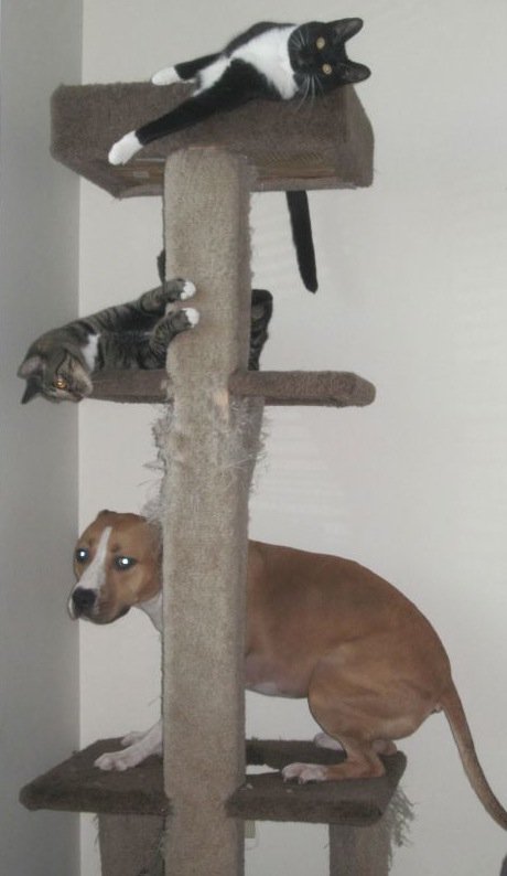 Funny Dogs Who Think They Are Cats