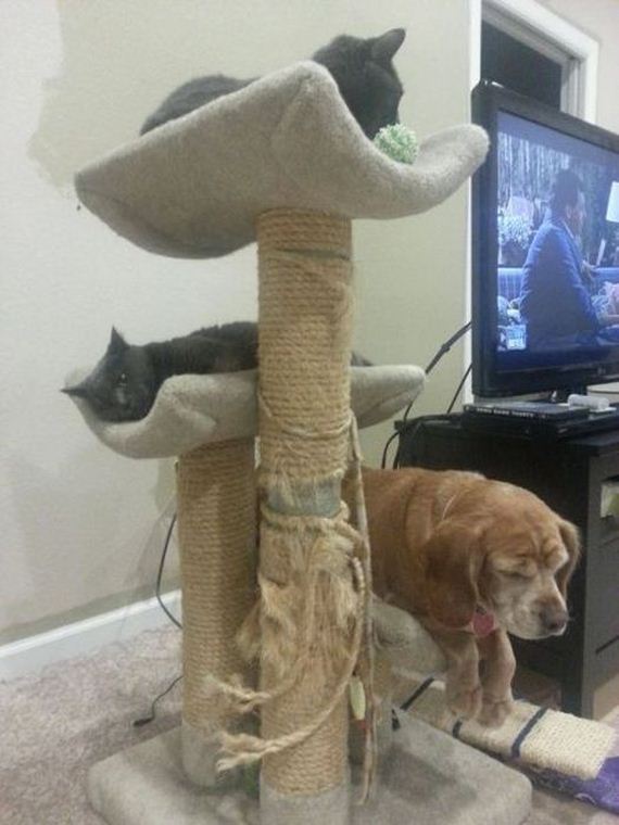 Funny Dogs Who Think They Are Cats