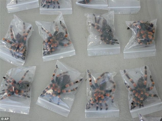 In the Amsterdam airport, they confiscated 200 poisonous tarantulas hidden in a couple’s suitcase in 2012.