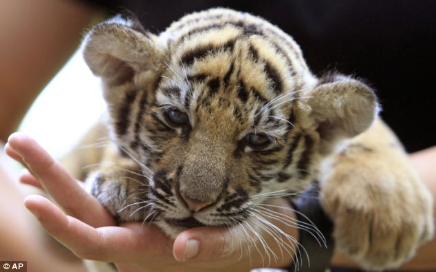 Officials discovered a sedated two-month-old tiger cub in a suitcase full of stuffed animal toys when it went through an X-ray scan at Bangkok International Airport.
