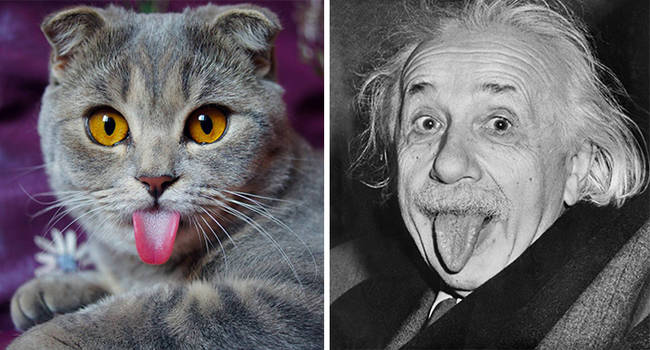 20 Shape-Shifting Cats Look EXACTLY Like Other Things.
