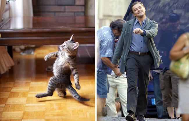 20 Shape-Shifting Cats Look EXACTLY Like Other Things.