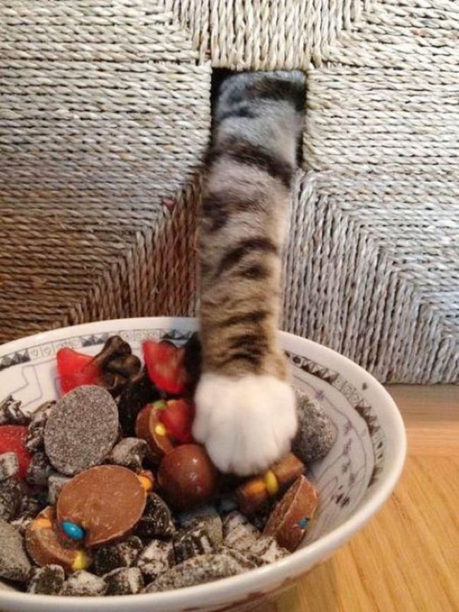 Here Are 32 Cats Who Think They're So Sneaky