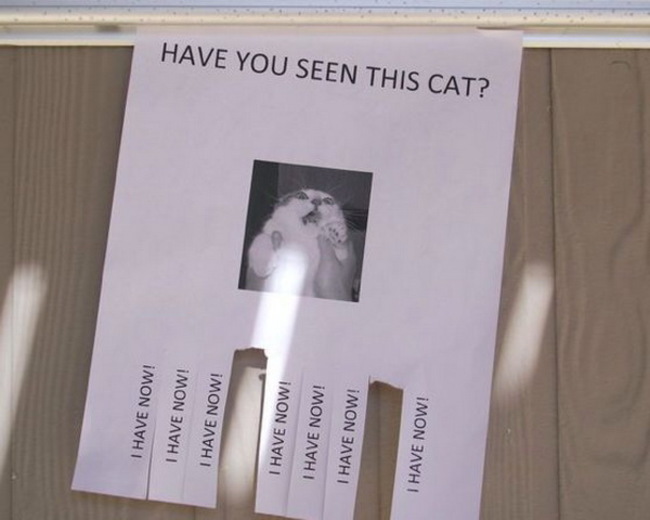 you make kitty scared - I Have Now! I Have Now! I Have Now! I Have Now! I Have Now! Have You Seen This Cat? I Have Now! I Have Now!