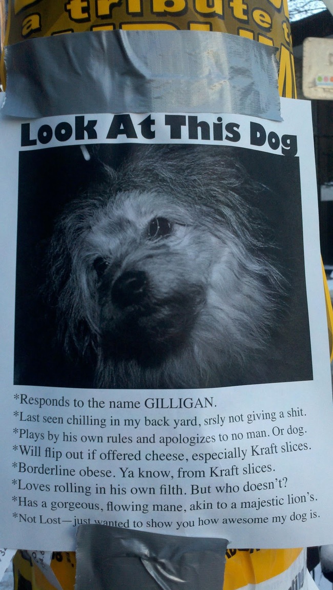 funny missing dog poster - a trupu Look At This Dog Will flip out if offered chee s and apologizes to no man. Or dog. Responds to the name Gilligan. Last seen chilling in my back yard, srsly not giv Plays by his own rules and apologizes to no P out if off