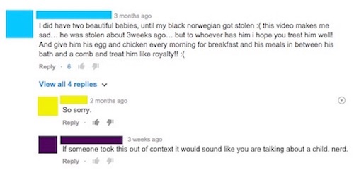 youtube comment diagram - 3 months ago I did have two beautiful babies, until my black norwegian got stolenthis video makes me sad... he was stolen about 3weeks ago... but to whoever has him i hope you treat him well! And give him his egg and chicken ever