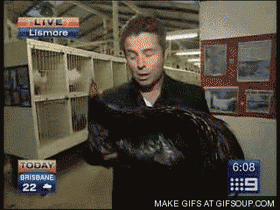Gifs Of Reporters Being Attacked By Animals