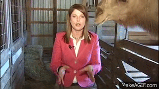 Gifs Of Reporters Being Attacked By Animals