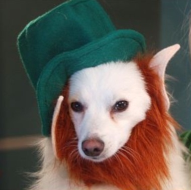 25 Leprechaun Dogs Rockin It Sham Style