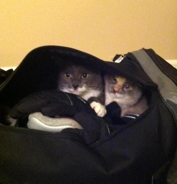 Pets Who Can’t Believe You're Going On Vacation Without Them