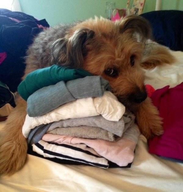 Pets Who Can’t Believe You're Going On Vacation Without Them
