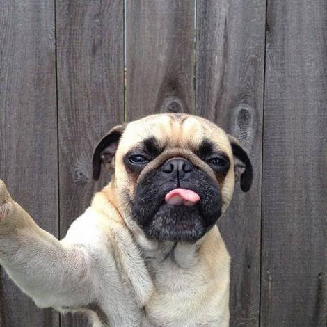Dog Selfies