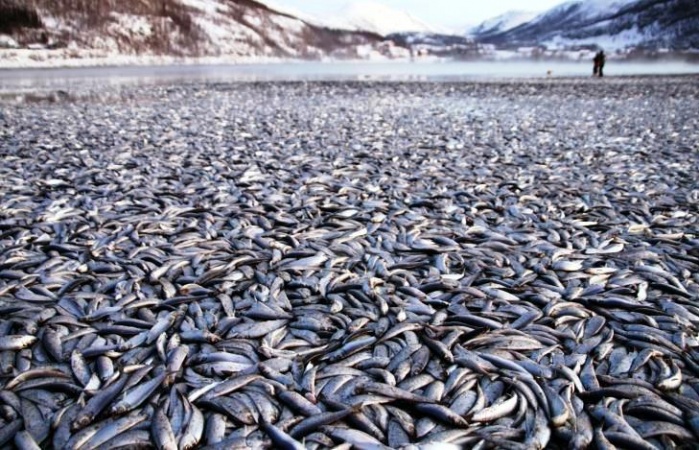 In 2012 thousands of dead herring carpeted a stretch of coast in northern Norway and then (even more bizarrely) disappeared. The original estimations of twenty tons of dead fish couldn’t be verified simply because before the locals could start the official count, the fish disappeared. This phenomenon has yet to be explained.