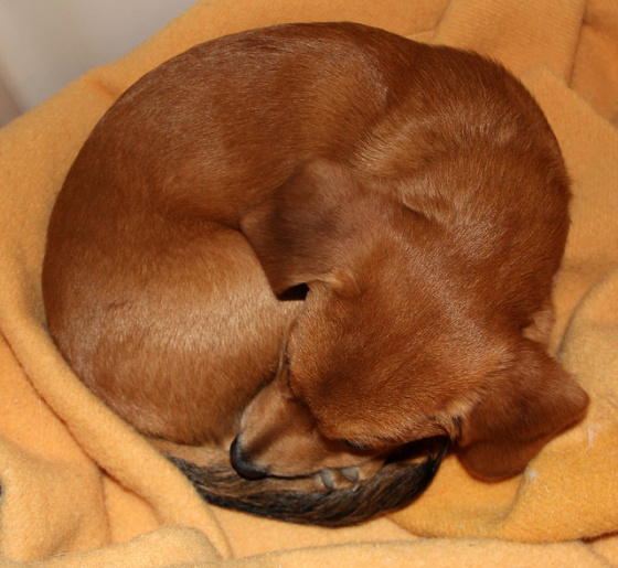 Dogs curl up into these adorable "dogdonuts" to keep cozy and create security.