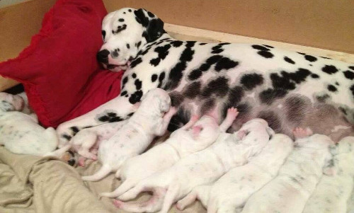 Dalmatian puppies are born white.