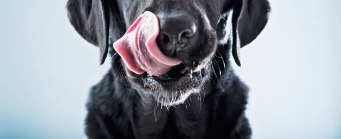 A dog's nose is wet for a specific reason.  Whenever a dog smells something intriguing, "their nose[] secrete[s] a thin layer of mucous that helps to absorb the scent chemicals." Then, the dog licks their nose for a tasty sample.