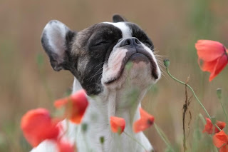 Dogs' sense of smell is 10, 000 times stronger than humans'.