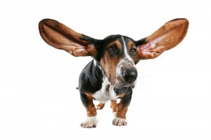 Dogs have at least 18 muscles in each ear.