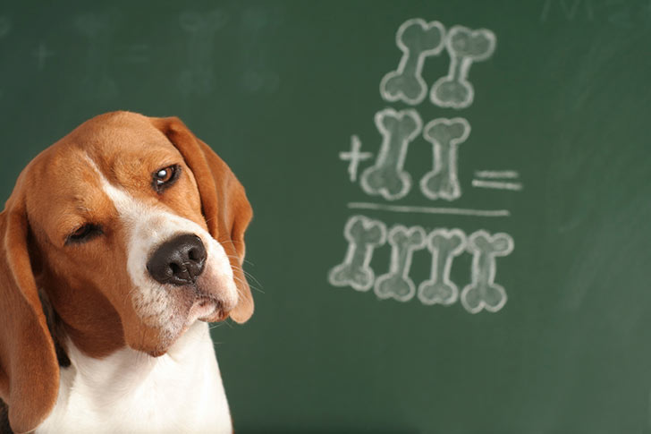 Dogs are smart. They are "on par" with a two-year-old human's intelligence level.