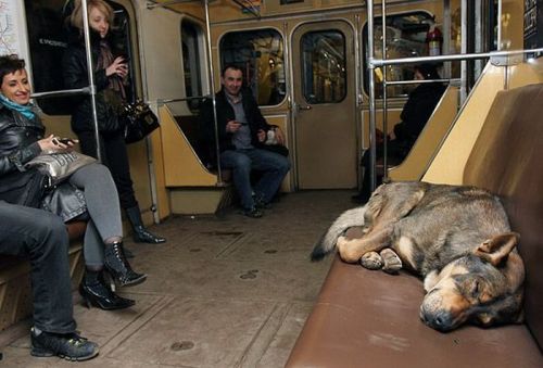 Dogs are very resourceful. Stray dogs in Russia have figured out how to use the subway system to travel to "fat regions." Once there, they seek out things like shwarma.