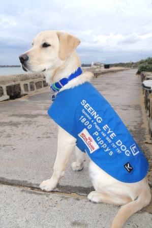 Seeing Eye Dogs have been trained to pee and poop on command.