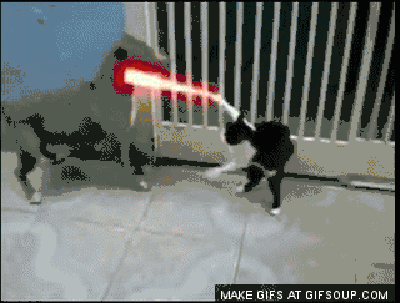 22 GIFs of Cats vs. Dogs