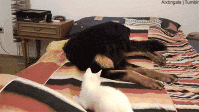 22 GIFs of Cats vs. Dogs