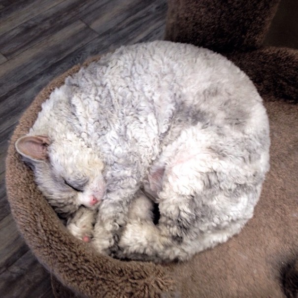 Albert The Sheep Cat With The Bitchy Resting Face