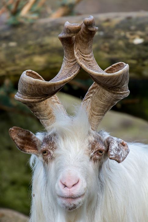 markhor goat horns