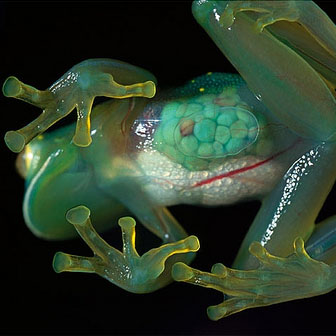 glass frogs rainforest -