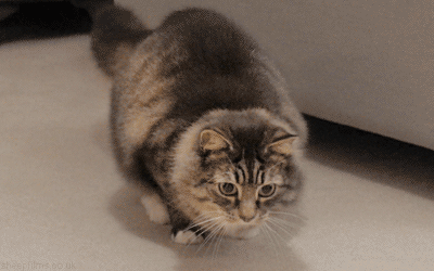Butt Wiggle Cat Gifs