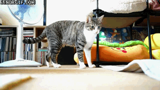 Butt Wiggle Cat Gifs