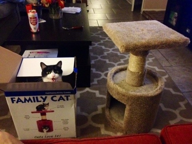 30 Cats That Want Nothing To Do With You
