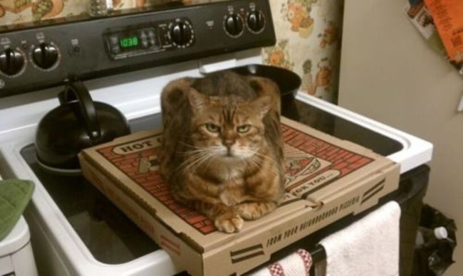 30 Cats That Want Nothing To Do With You