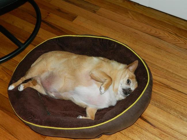 Animals Who Are Too Fat To Move