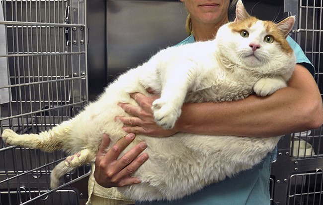 Animals Who Are Too Fat To Move