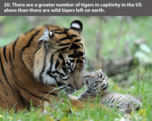 22 Interesting facts about Tigers